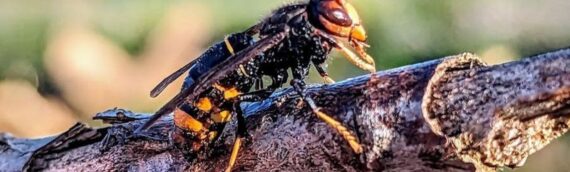 A vespa invasora que ameaça as abelhas do Reino Unido